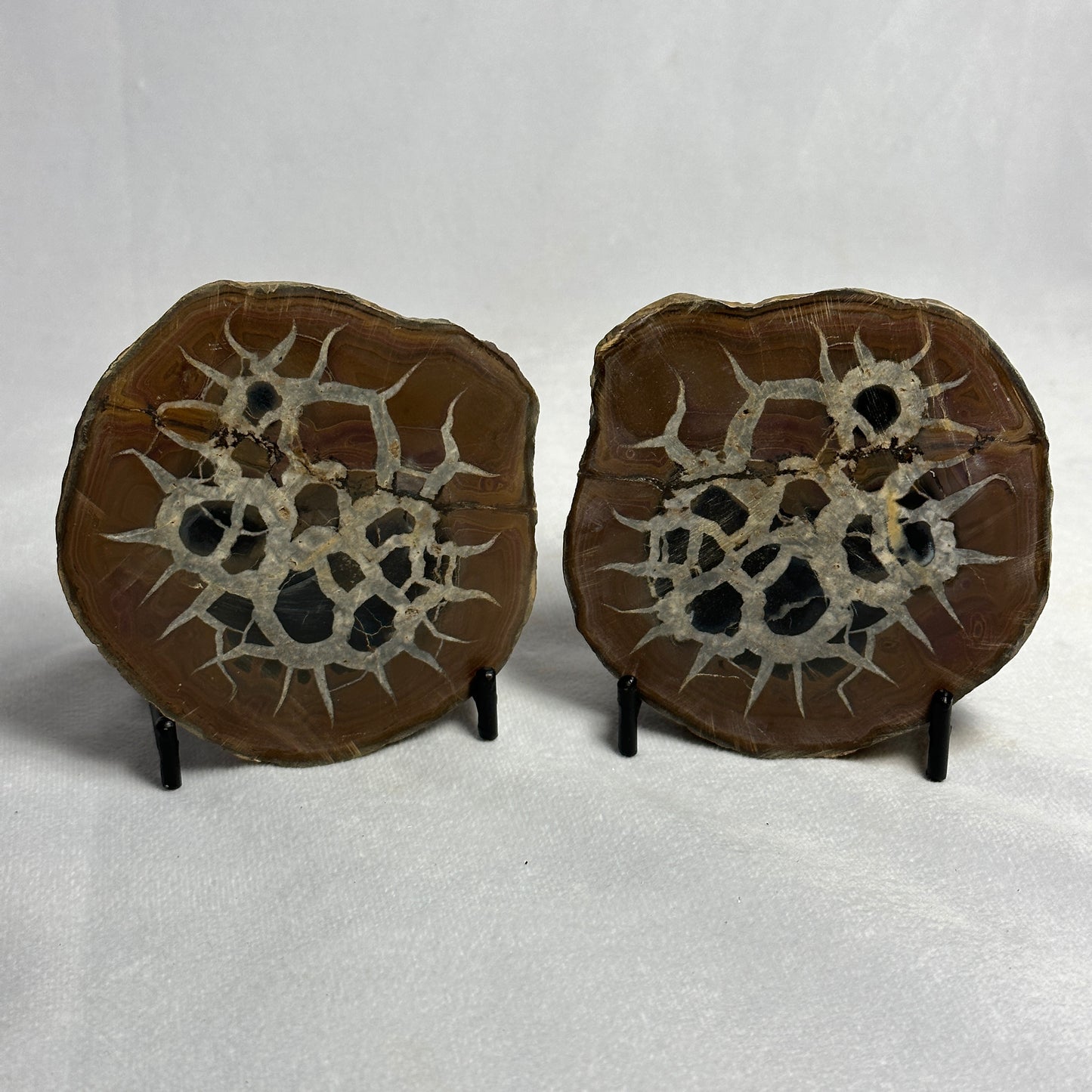 Gorgeous Split Septarian Nodule