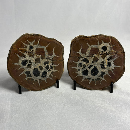 Gorgeous Split Septarian Nodule