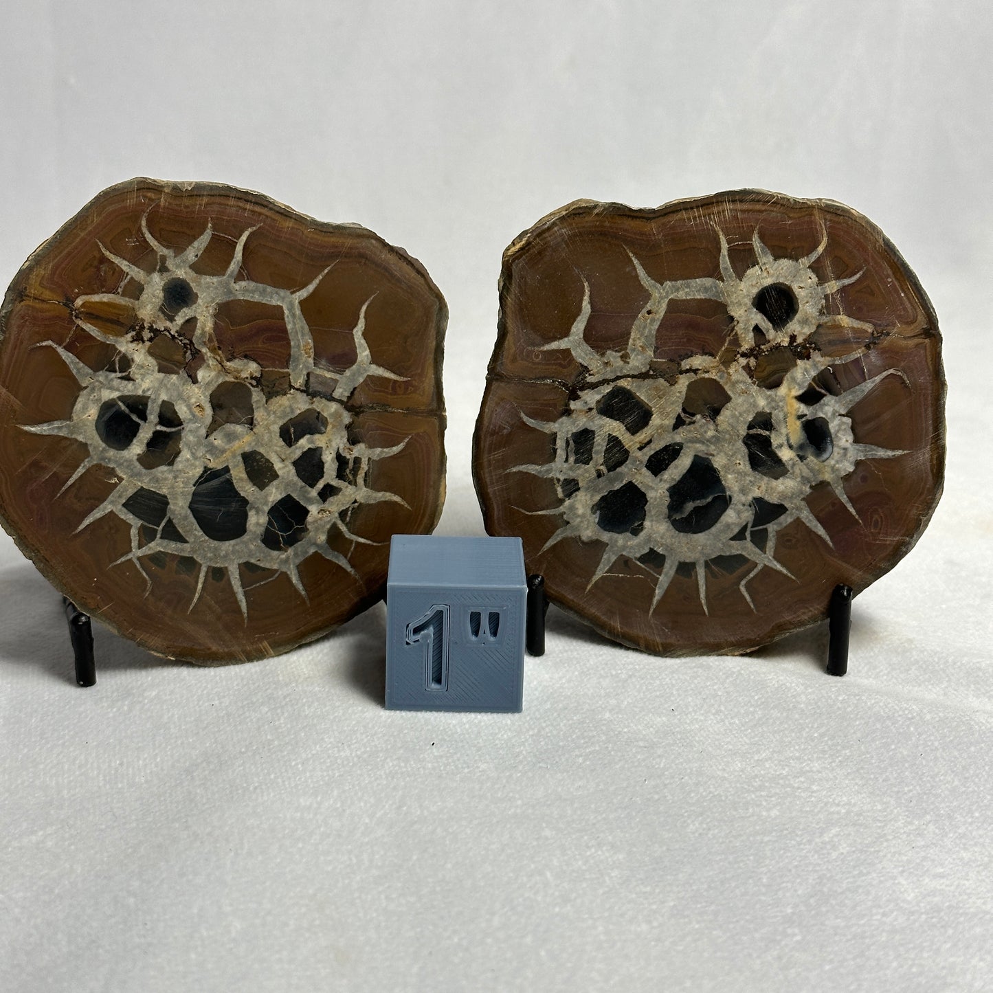 Gorgeous Split Septarian Nodule