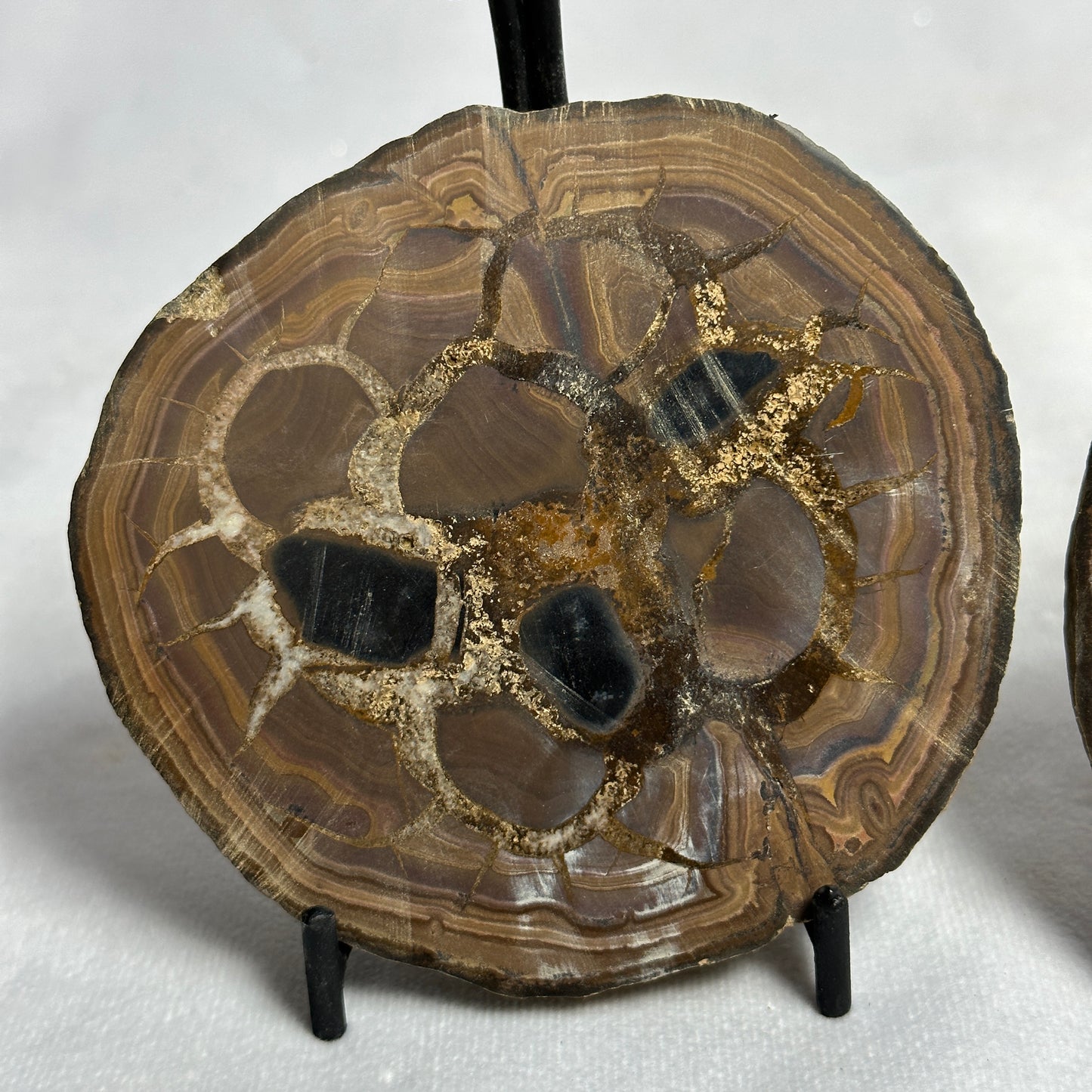 Beautiful Split Septarian Nodule