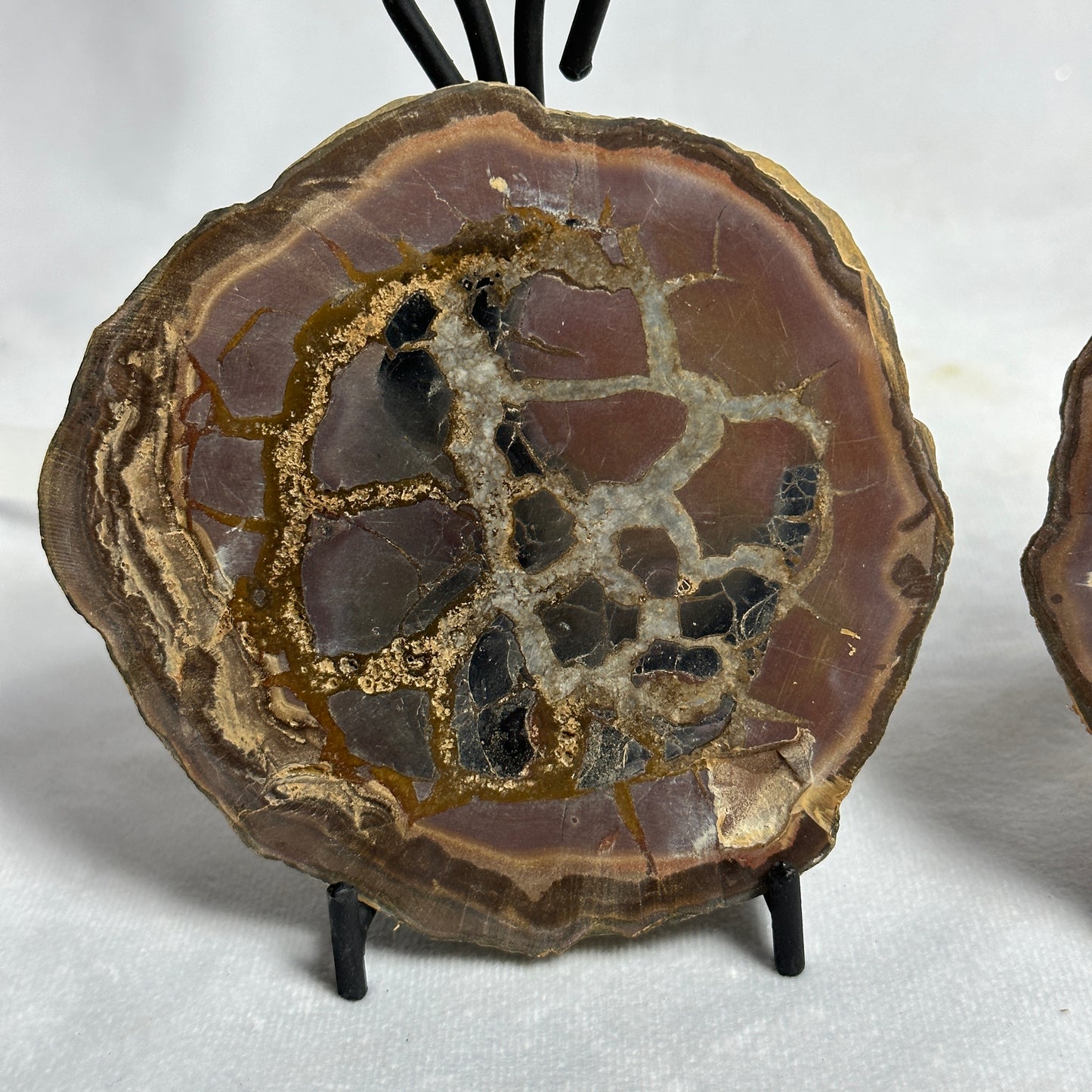 Enticing Split Septarian Nodule