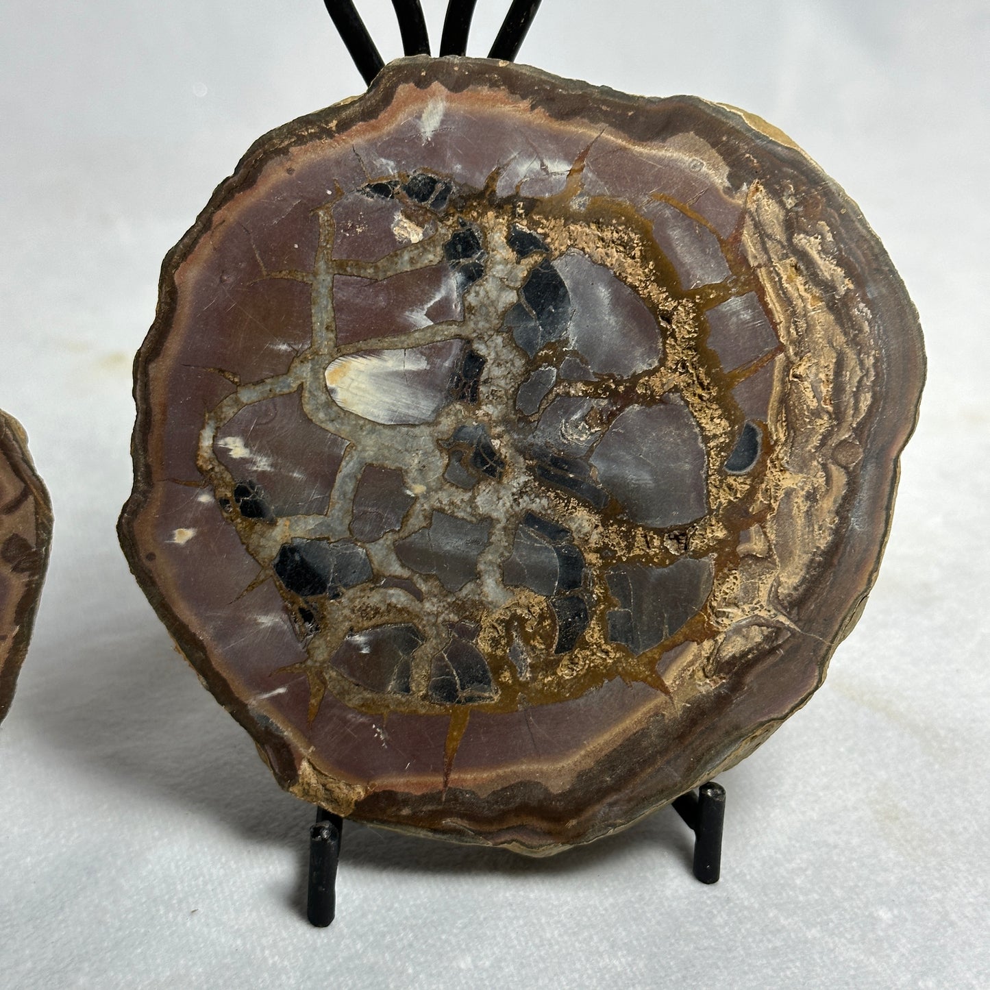 Enticing Split Septarian Nodule