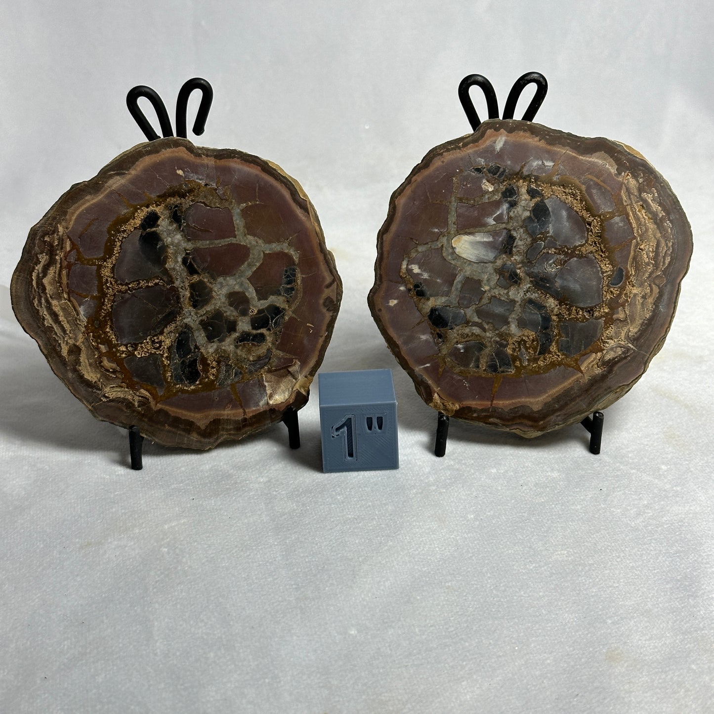 Enticing Split Septarian Nodule