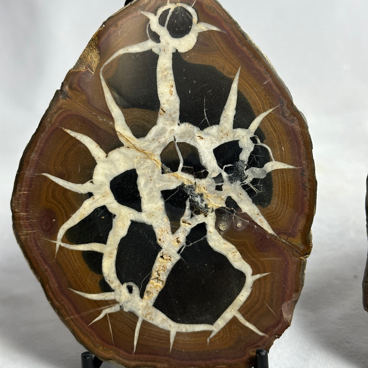 Fascinating Split Septarian Nodule