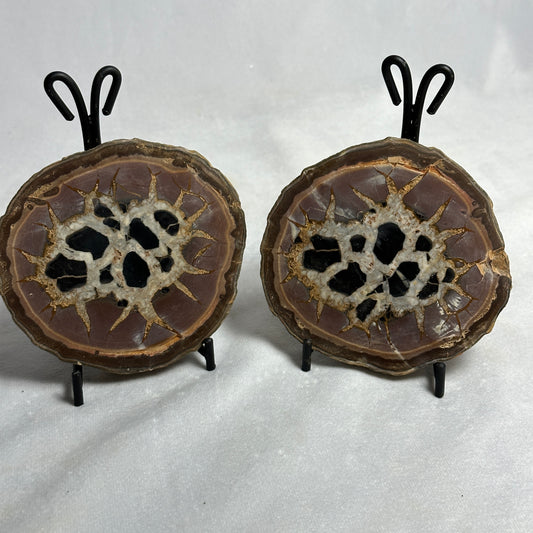 Distinct Split Septarian Nodule