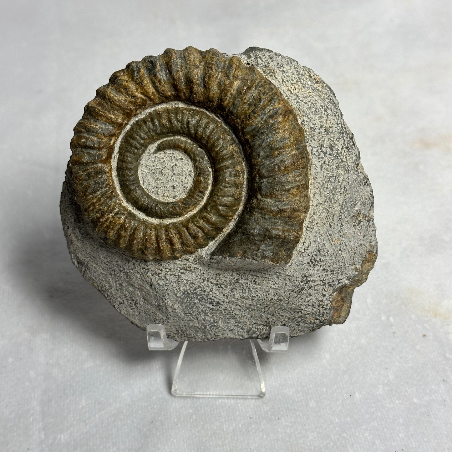 Anetoceras Heteromorph Ammonite