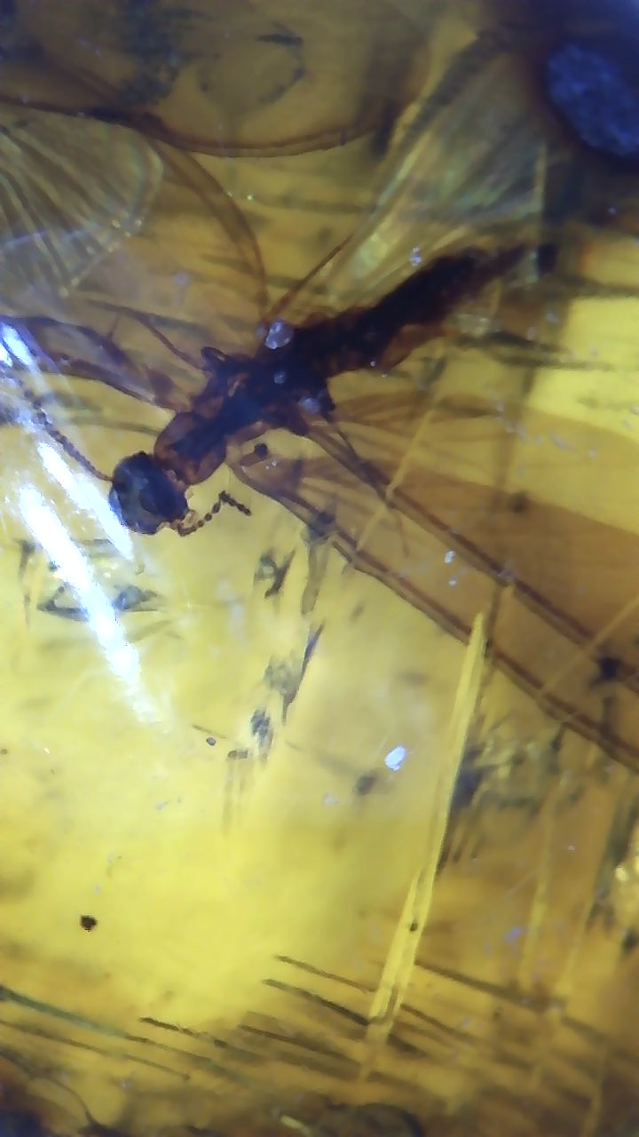 Termite in Amber