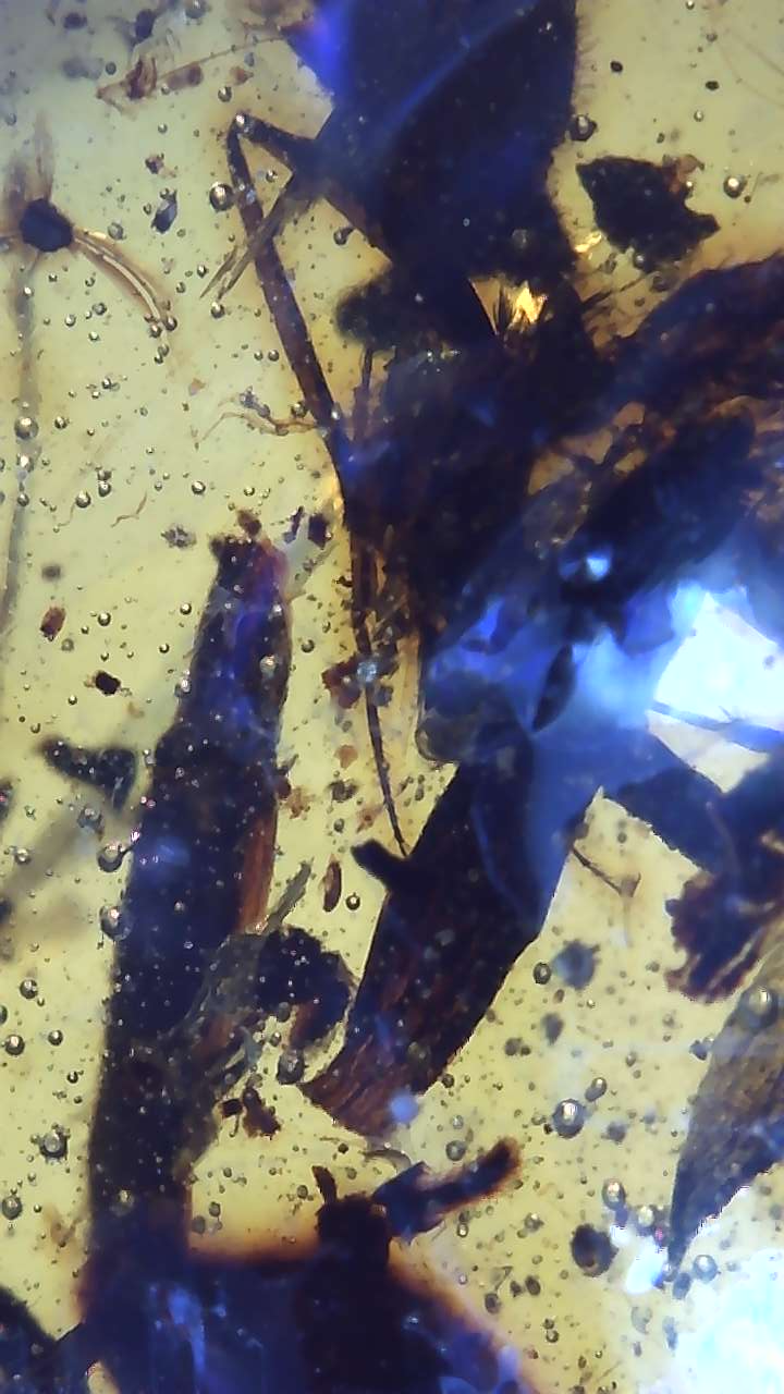 Awesome Amber with Inclusions