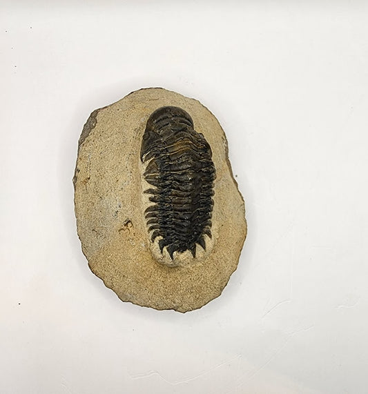 Crotalocephalina Trilobite