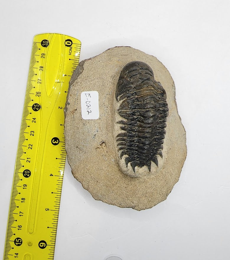 Crotalocephalina Trilobite