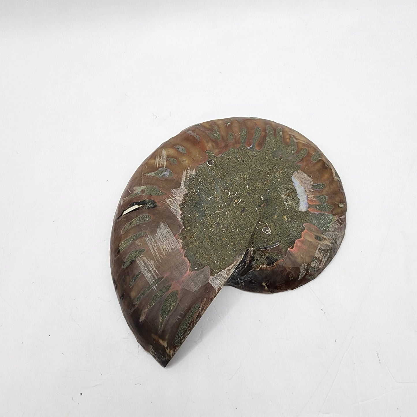 Split Polished Ammonite