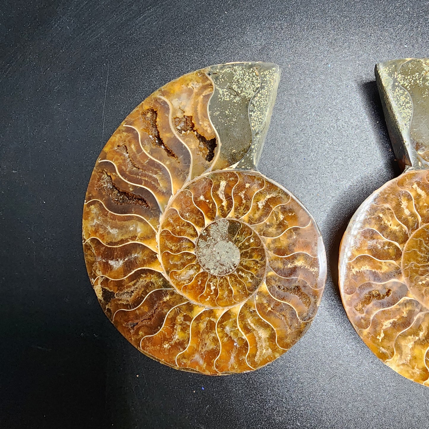 Split Polished Ammonite