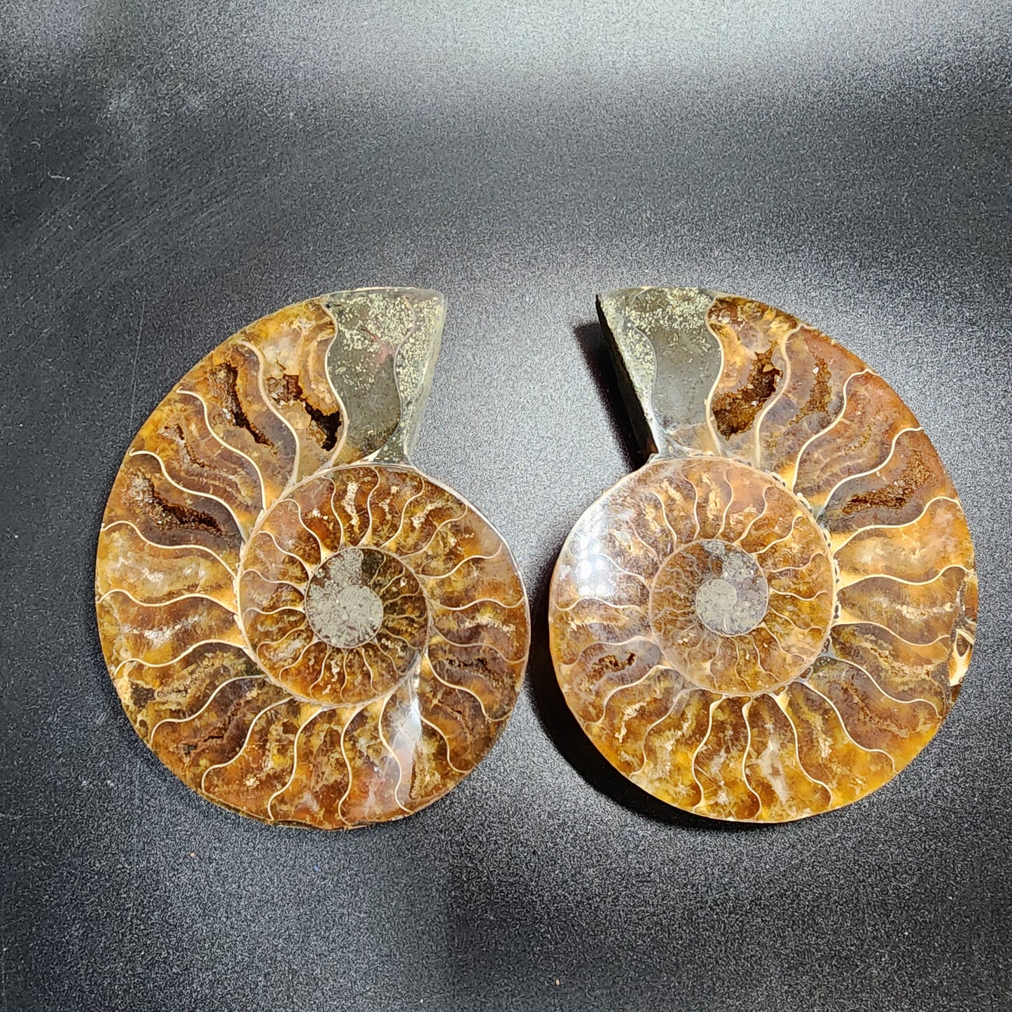 Split Polished Ammonite