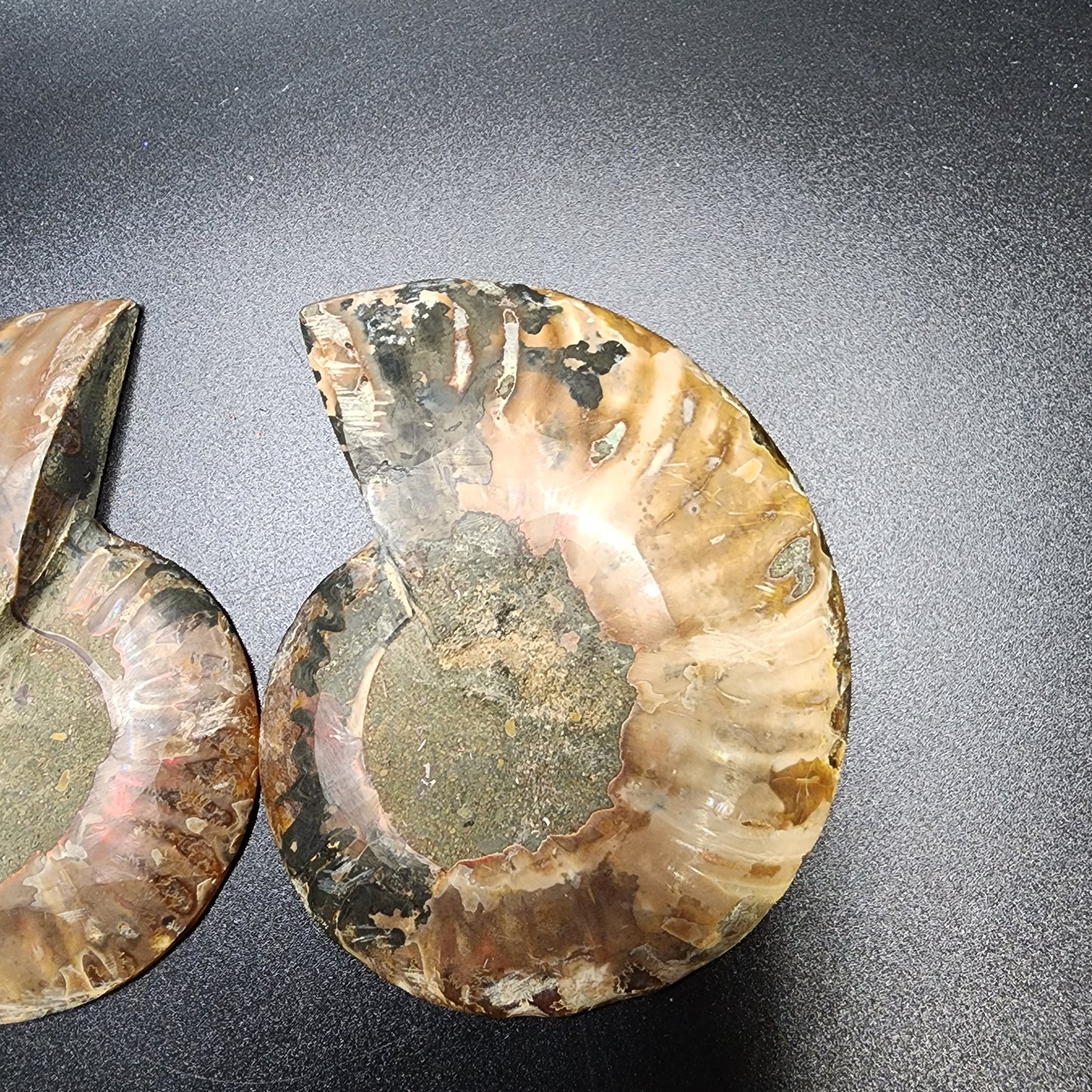 Split Polished Ammonite