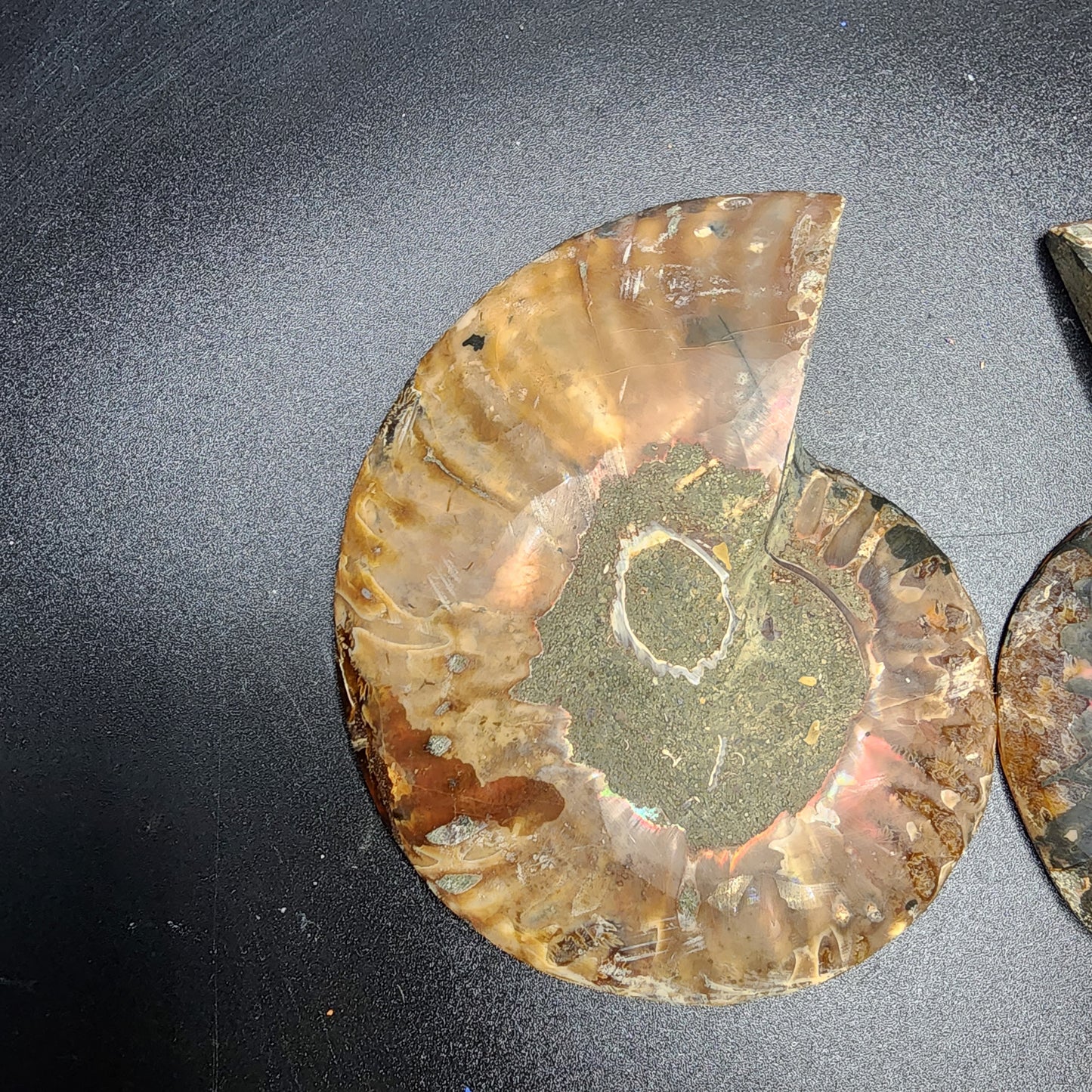 Split Polished Ammonite