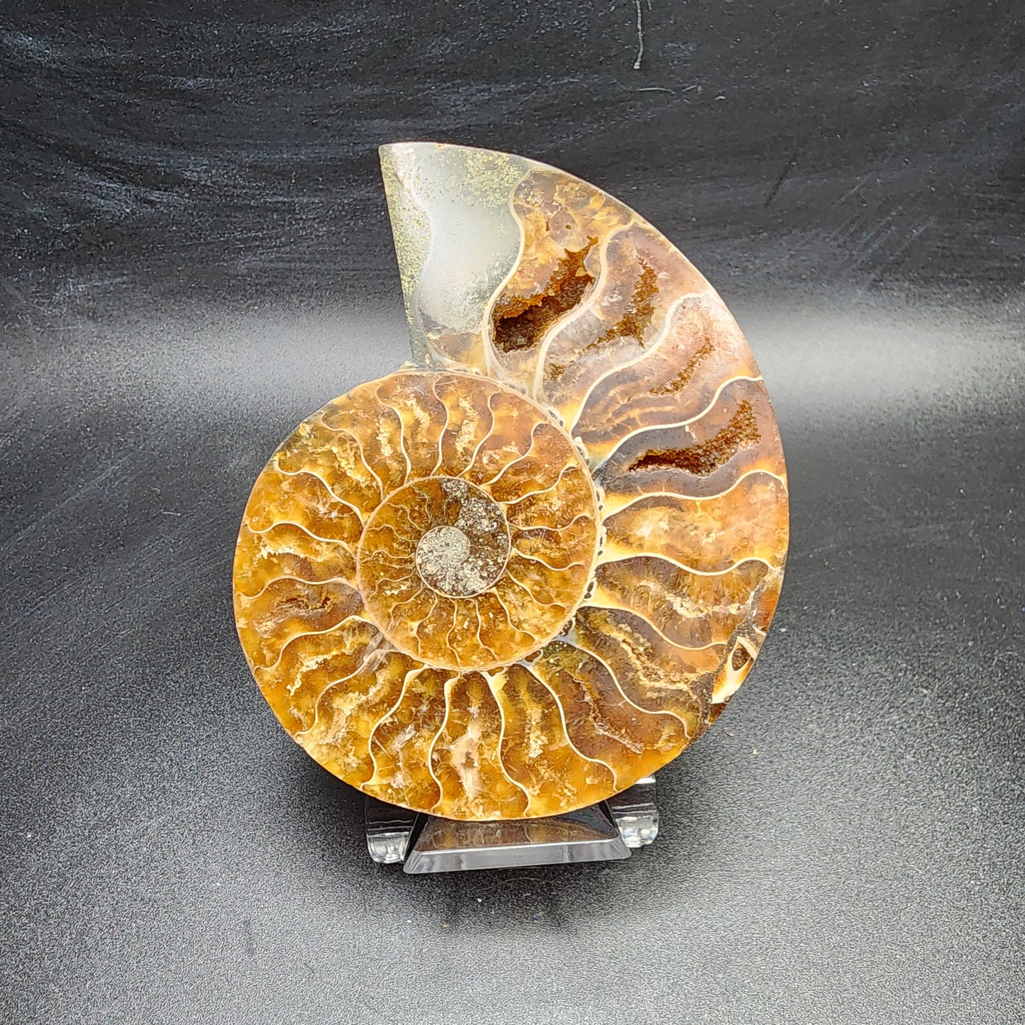 Split Polished Ammonite