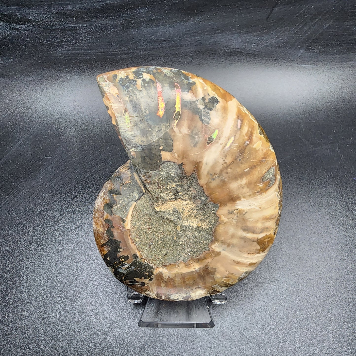 Split Polished Ammonite