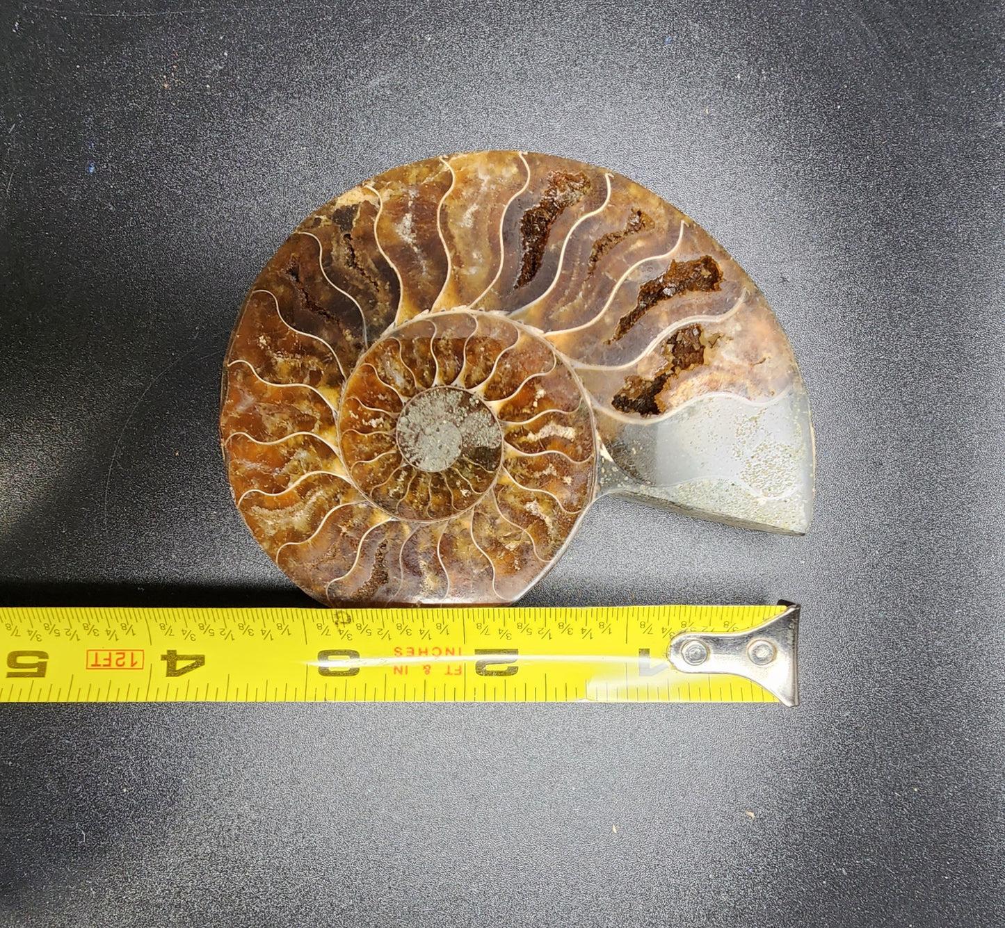 Split Polished Ammonite