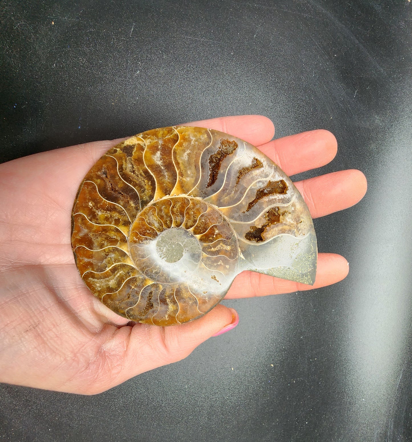 Split Polished Ammonite