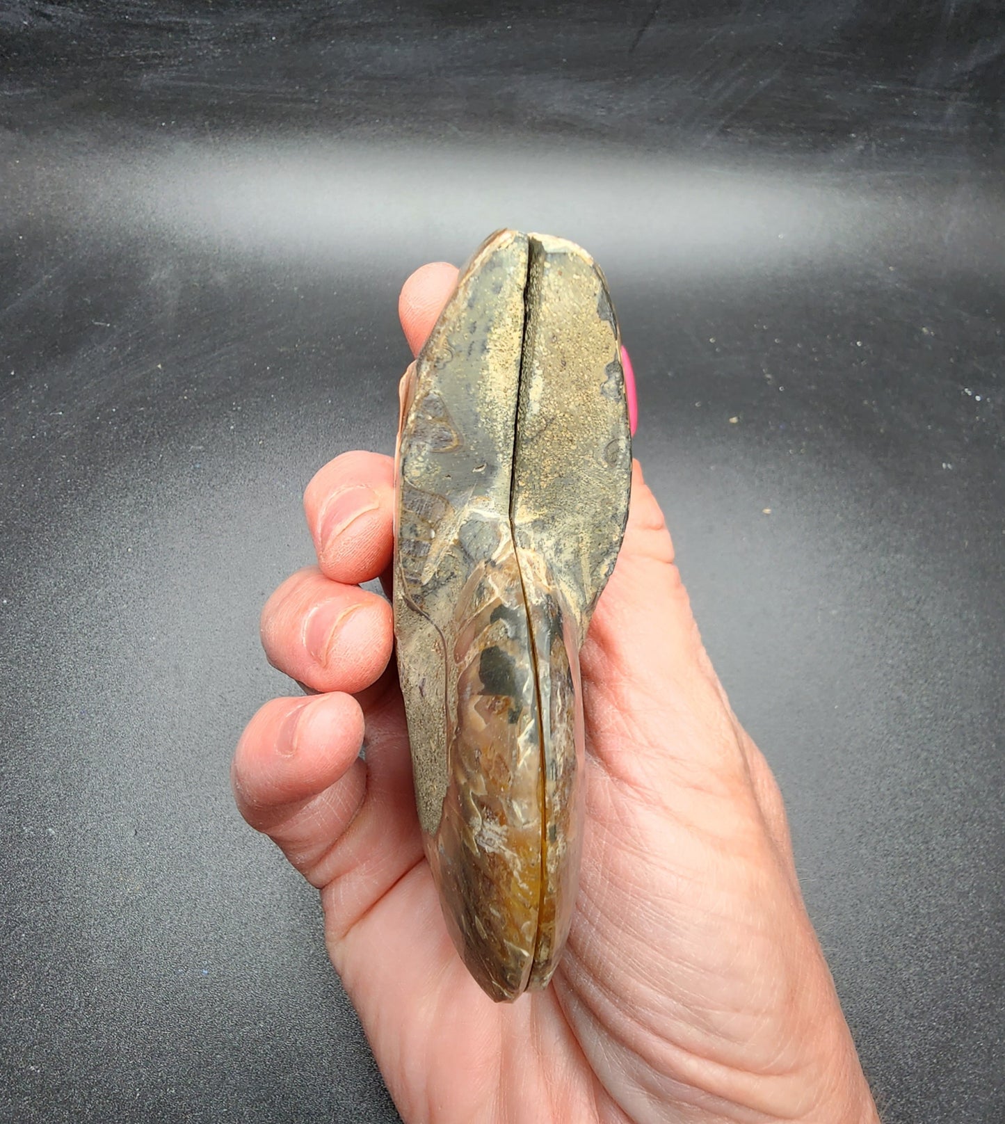 Split Polished Ammonite