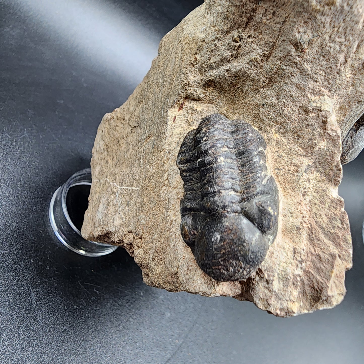 Dynamic Duo Trilobite