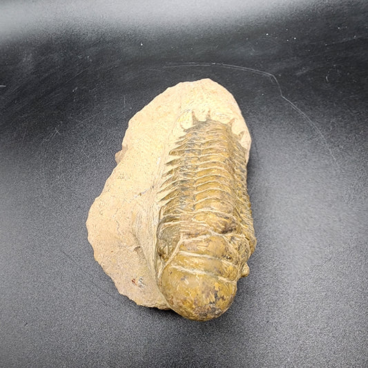 Caramel Crotalocephalina Trilobite