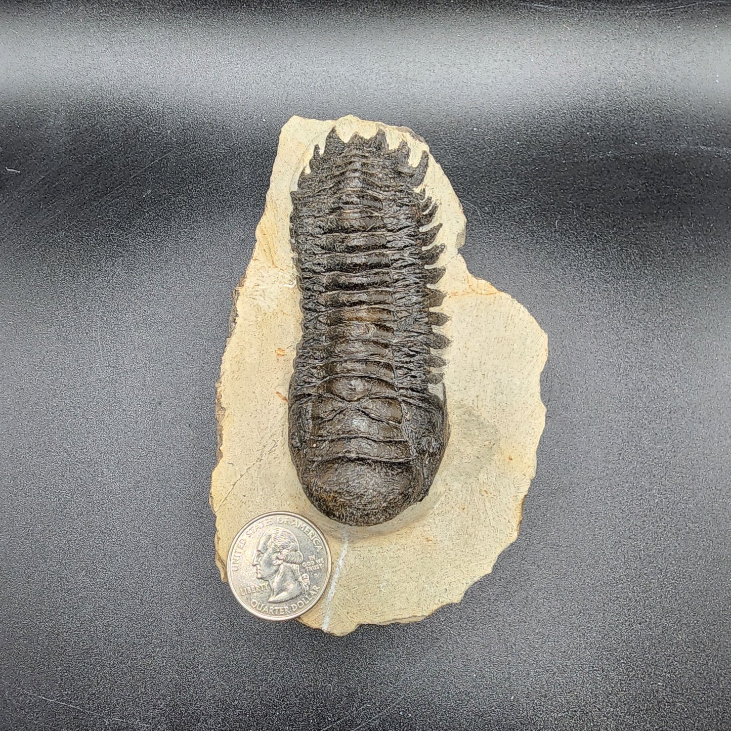 Terrific Trilobite