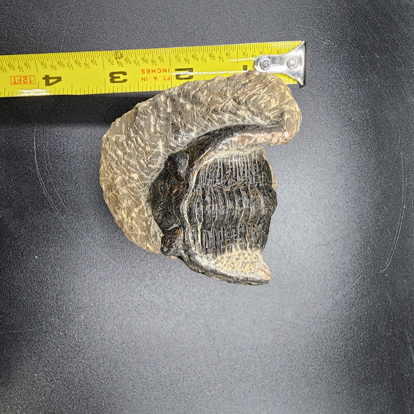 Large Dalejeproetus Trilobite