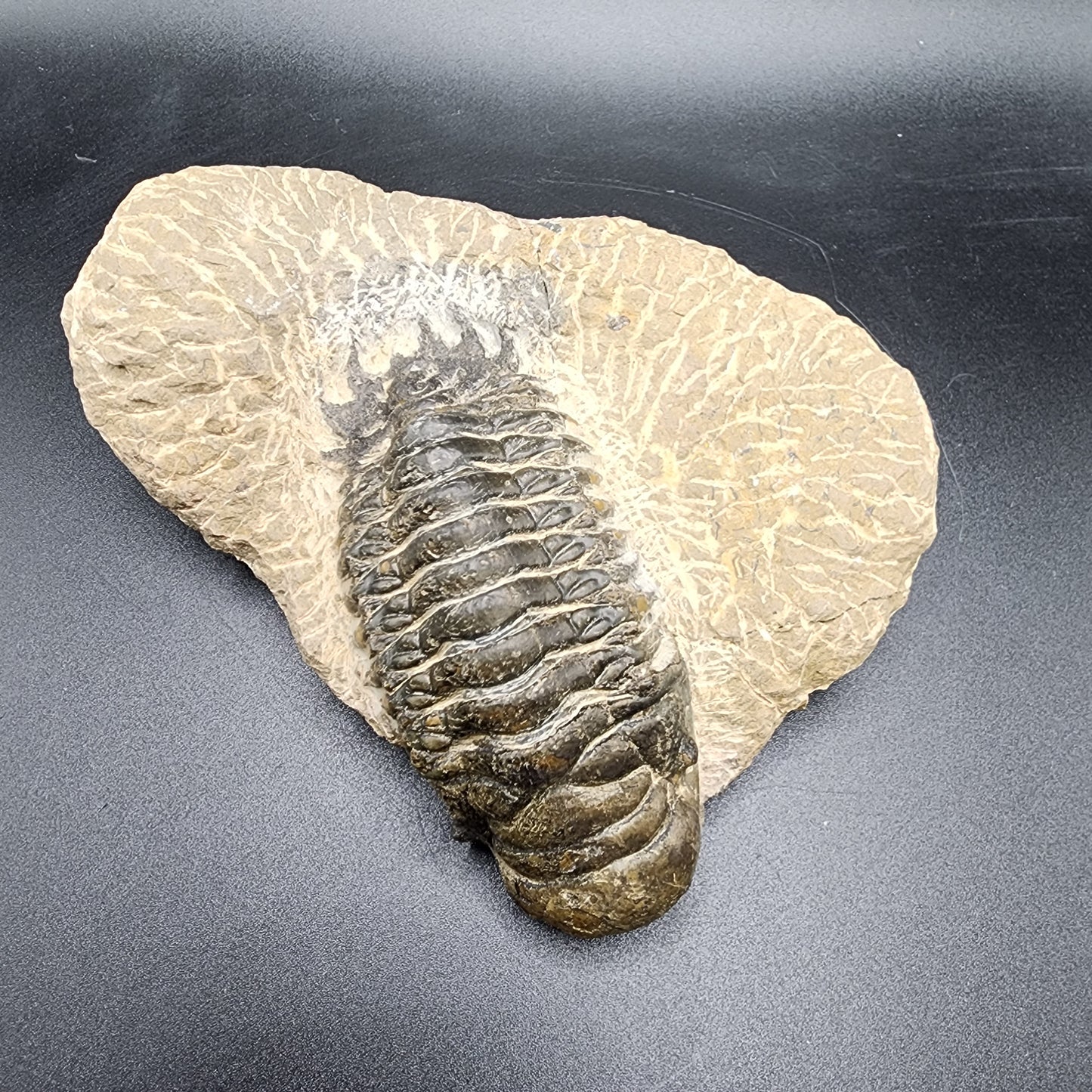 Crotalocephalina Trilobite