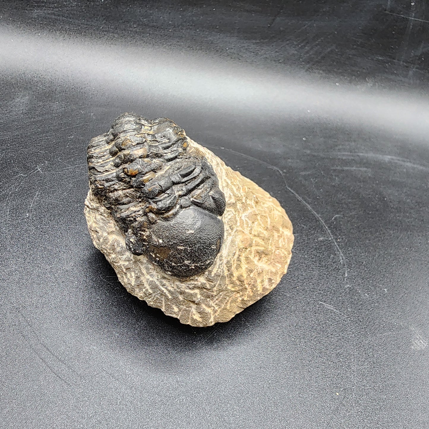 Crotalocephalina Trilobite