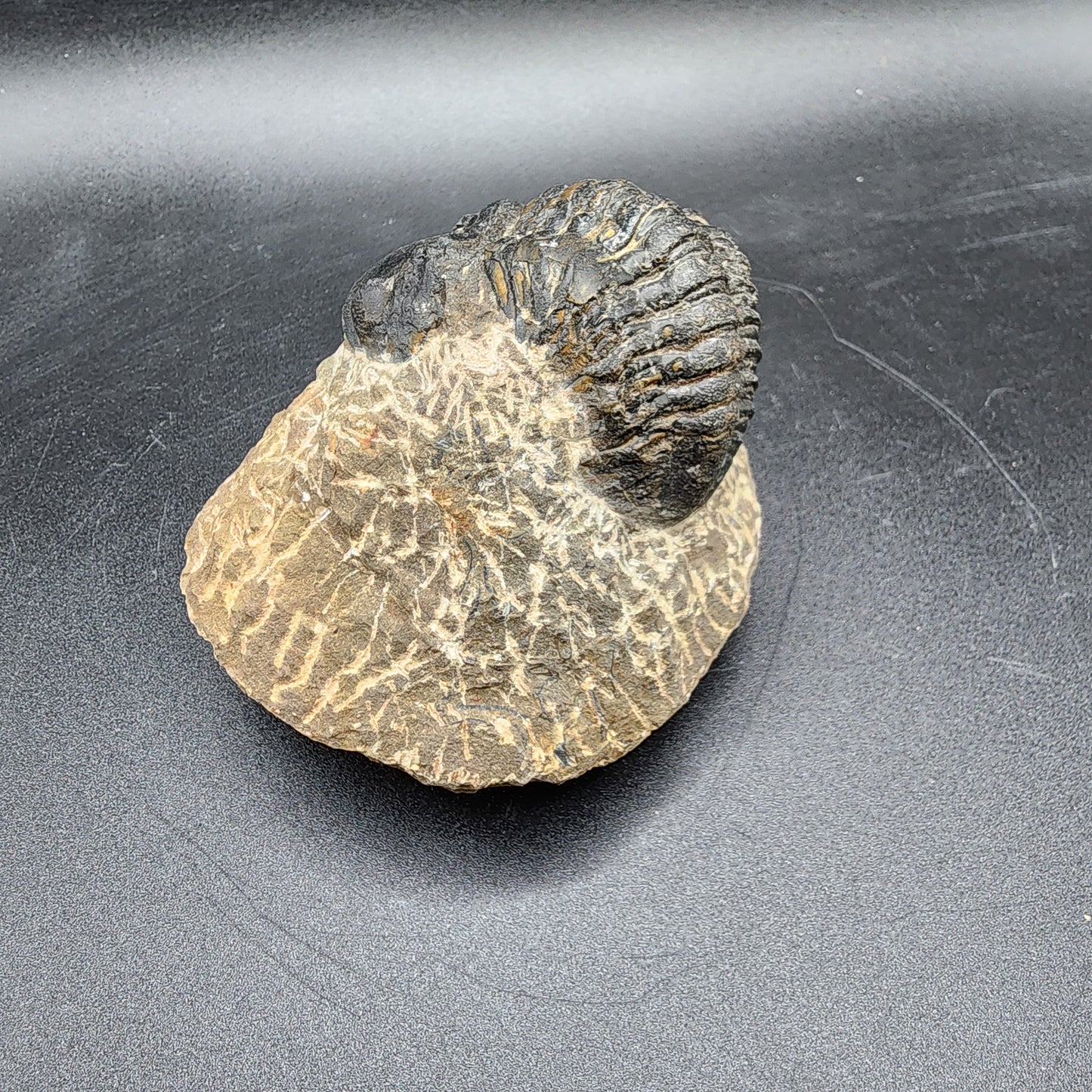 Crotalocephalina Trilobite