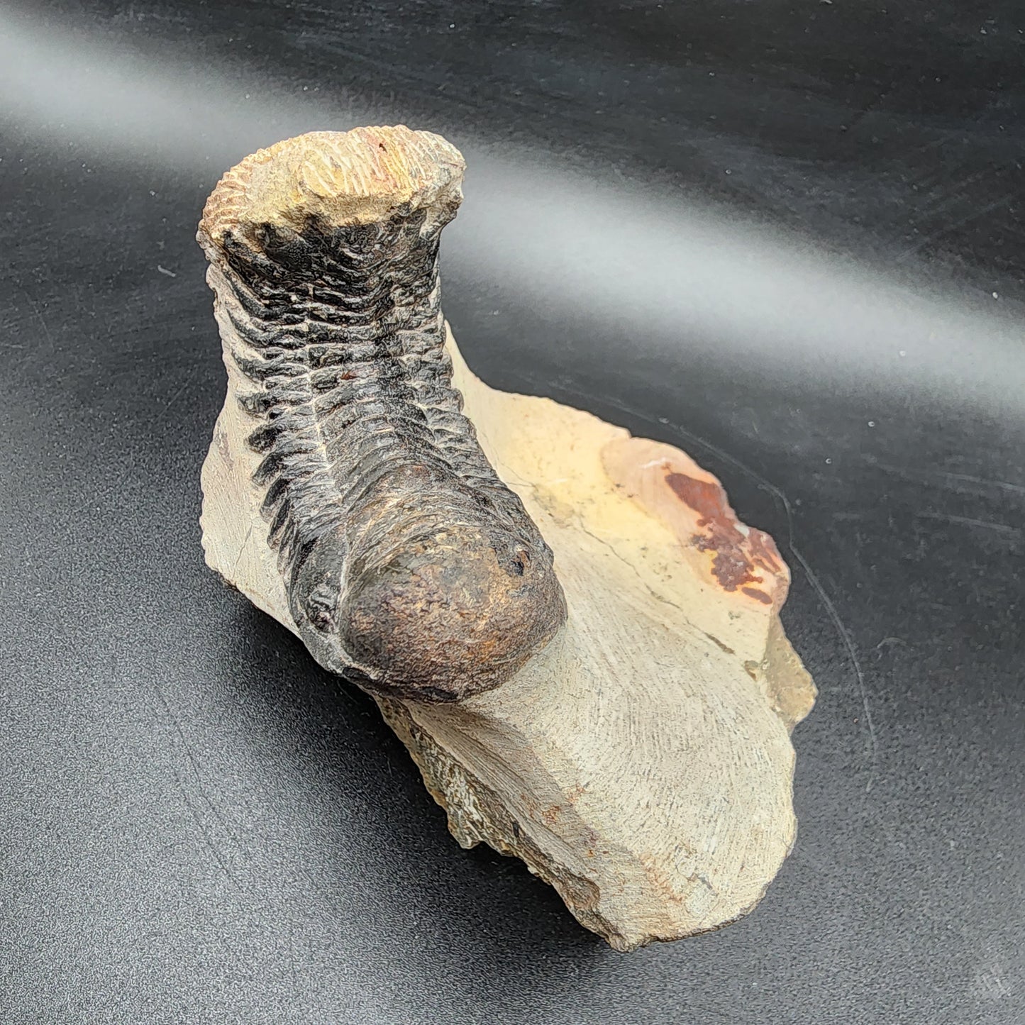Crotalocephalina Trilobite