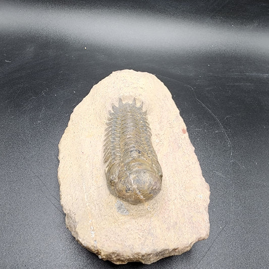 Trilobite 2.5"