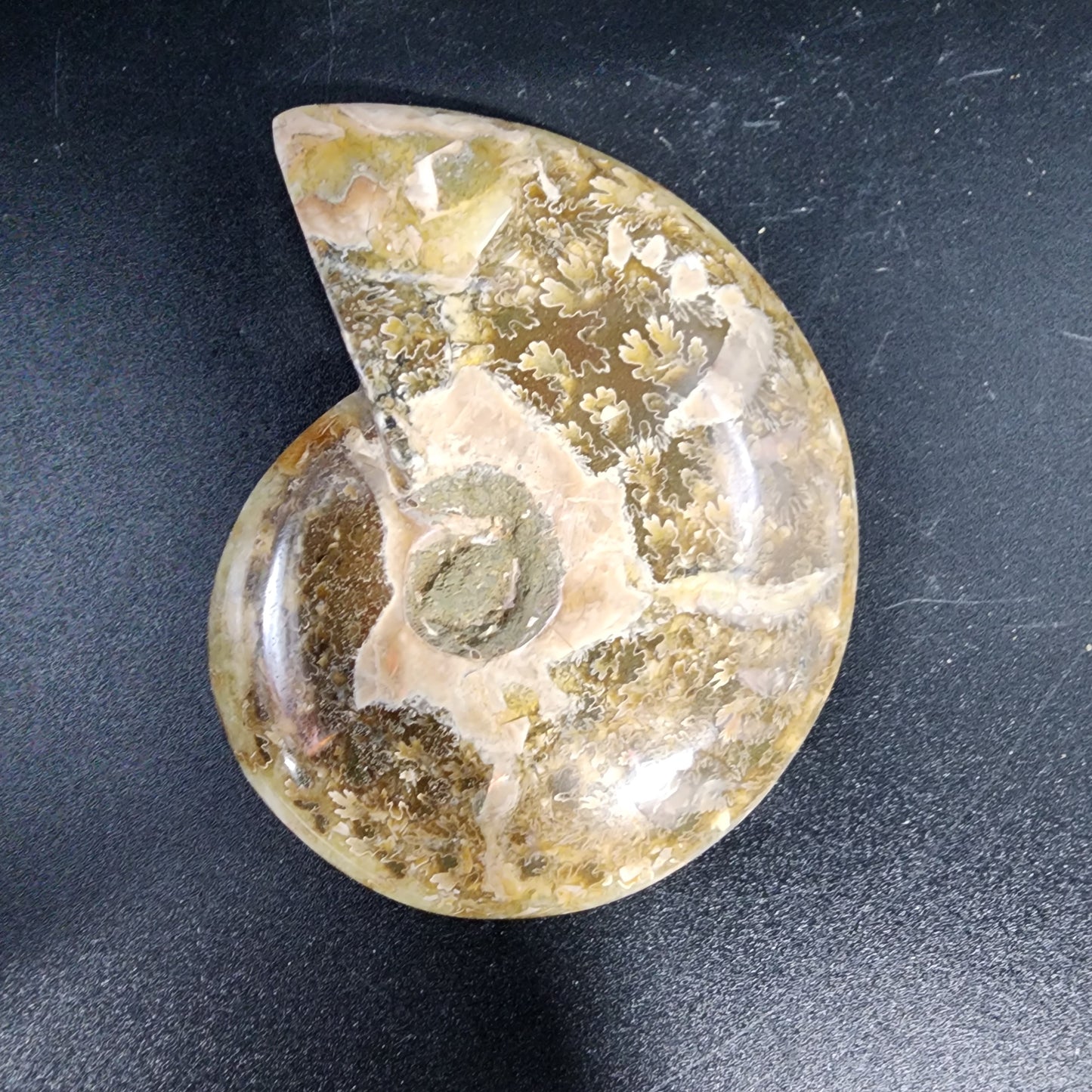 Whole Polished Ammonite