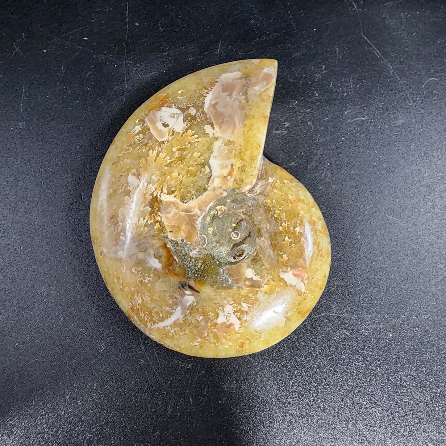 Whole Polished Ammonite