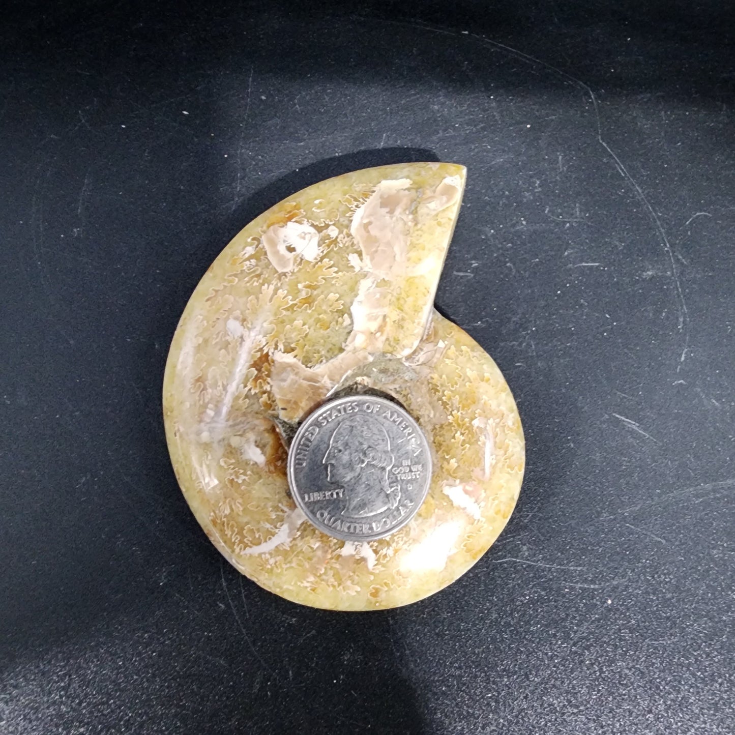 Whole Polished Ammonite