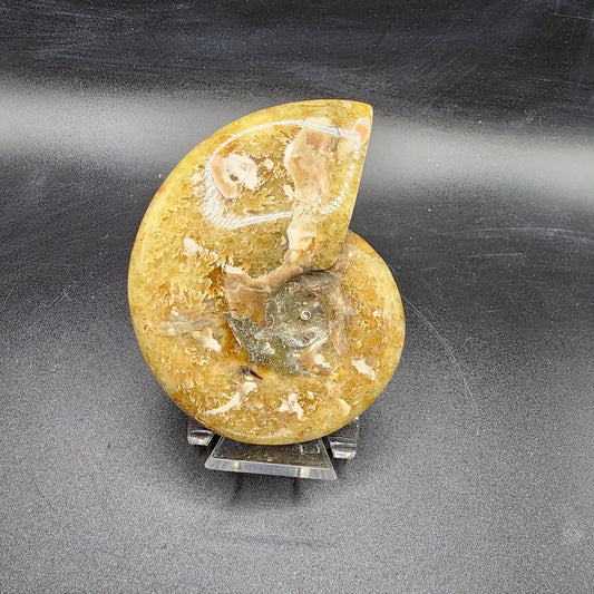 Whole Polished Ammonite