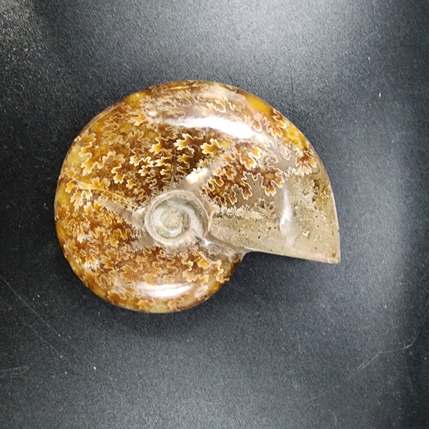 Complete Polished Ammonite