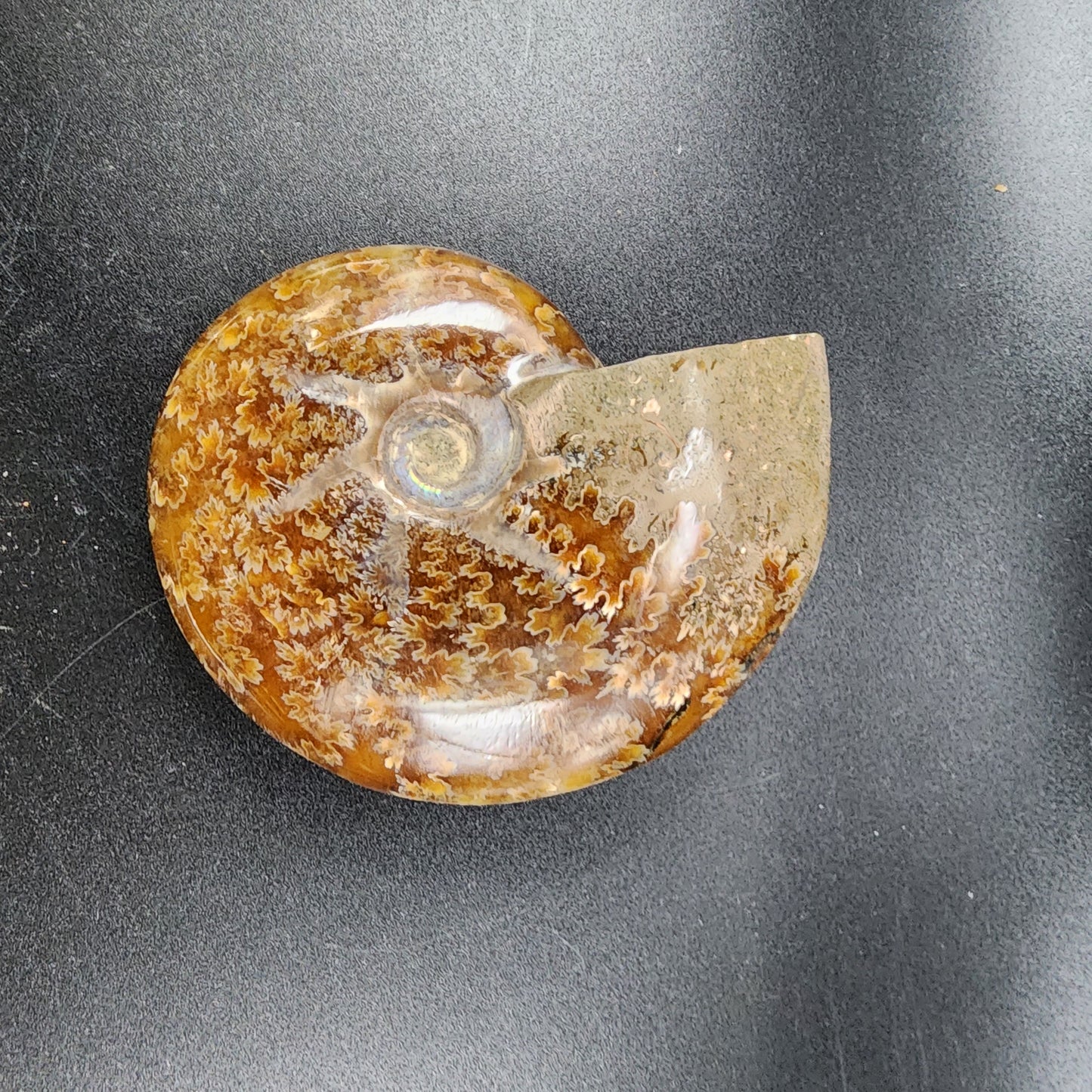 Complete Polished Ammonite