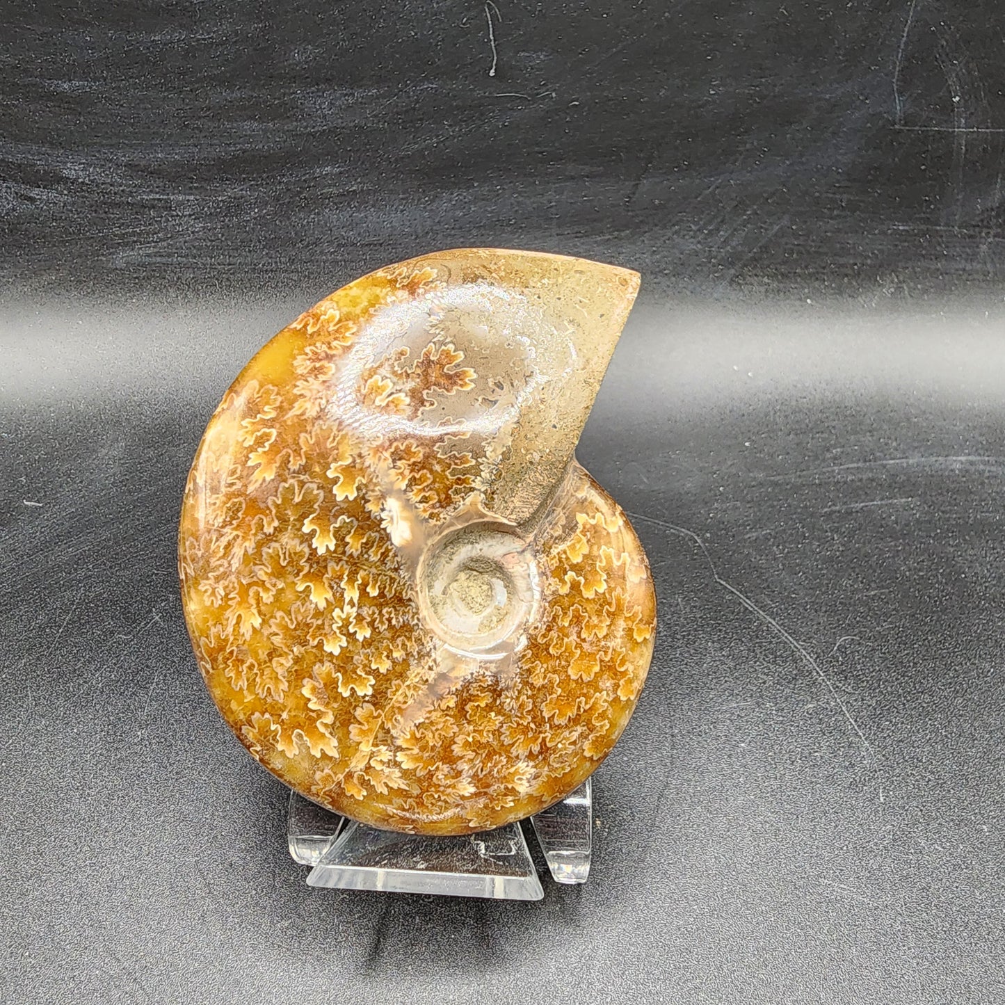 Complete Polished Ammonite