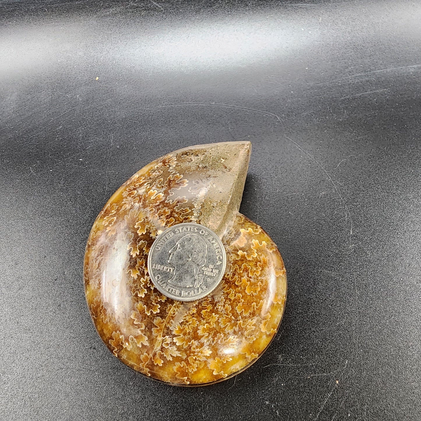 Complete Polished Ammonite