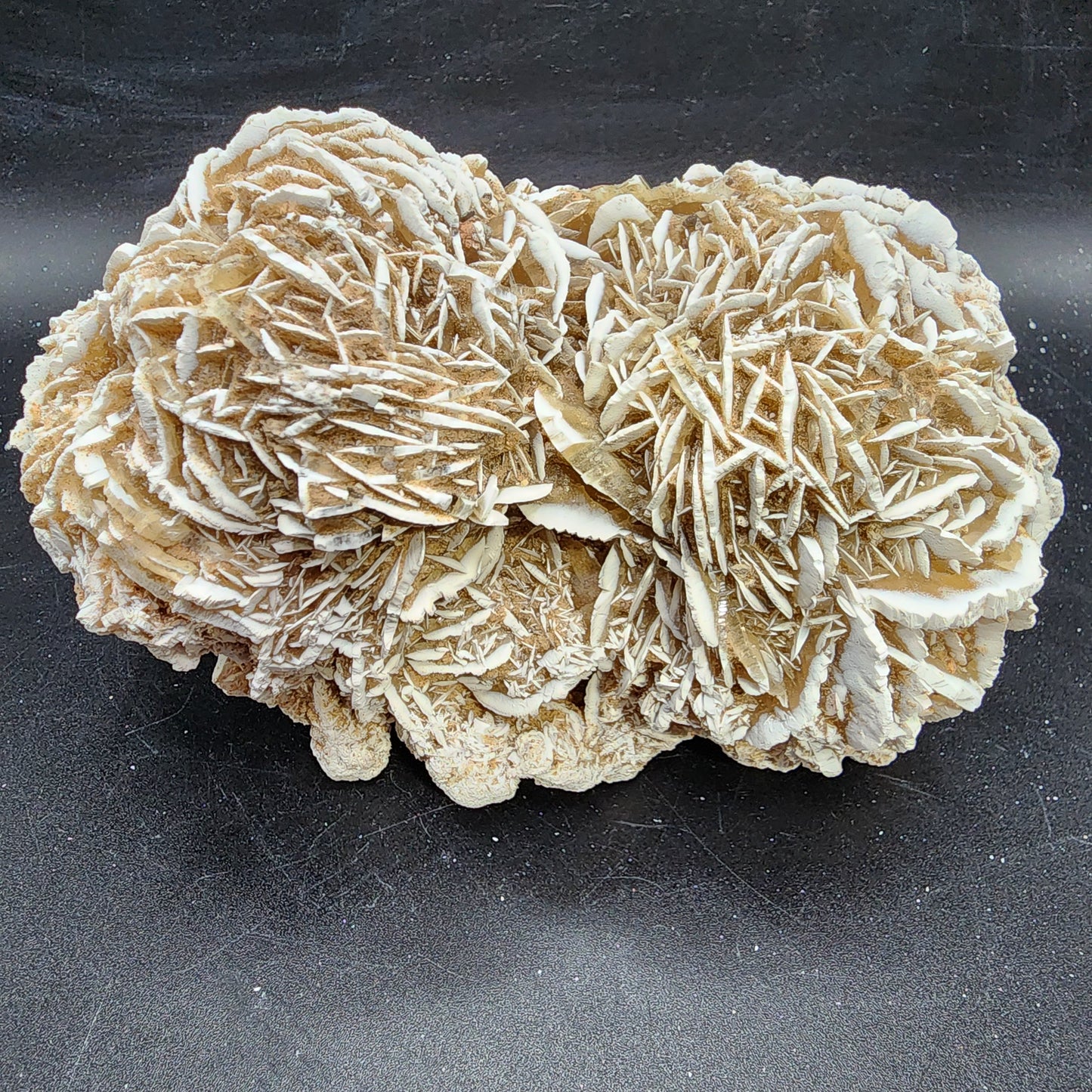 Fascinating Desert Rose