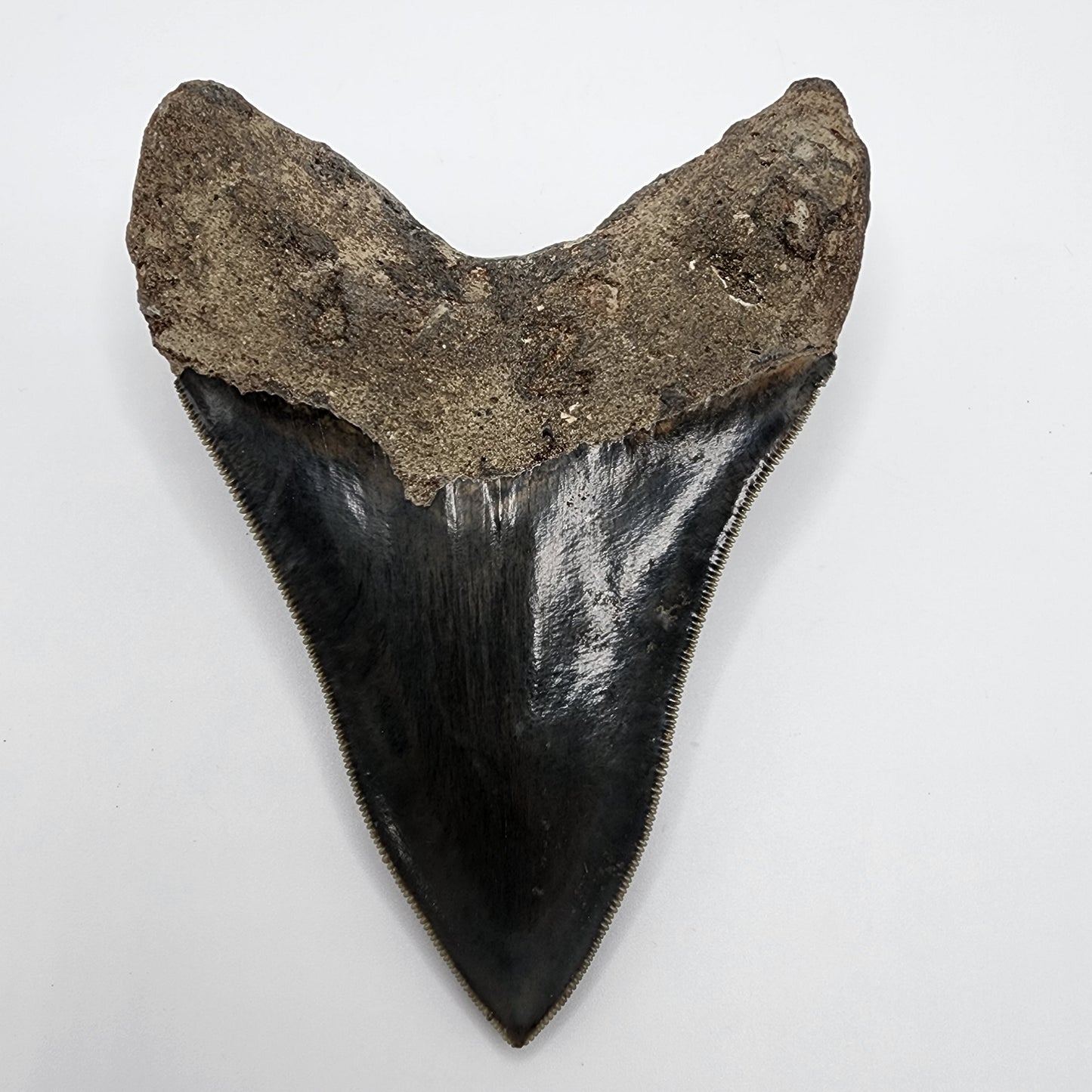 Dark Megalodon Tooth