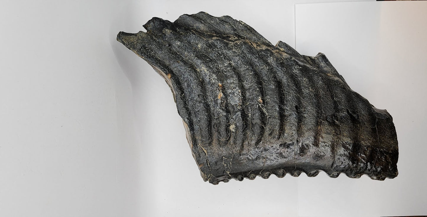 Mammoth Jaw section with Tooth