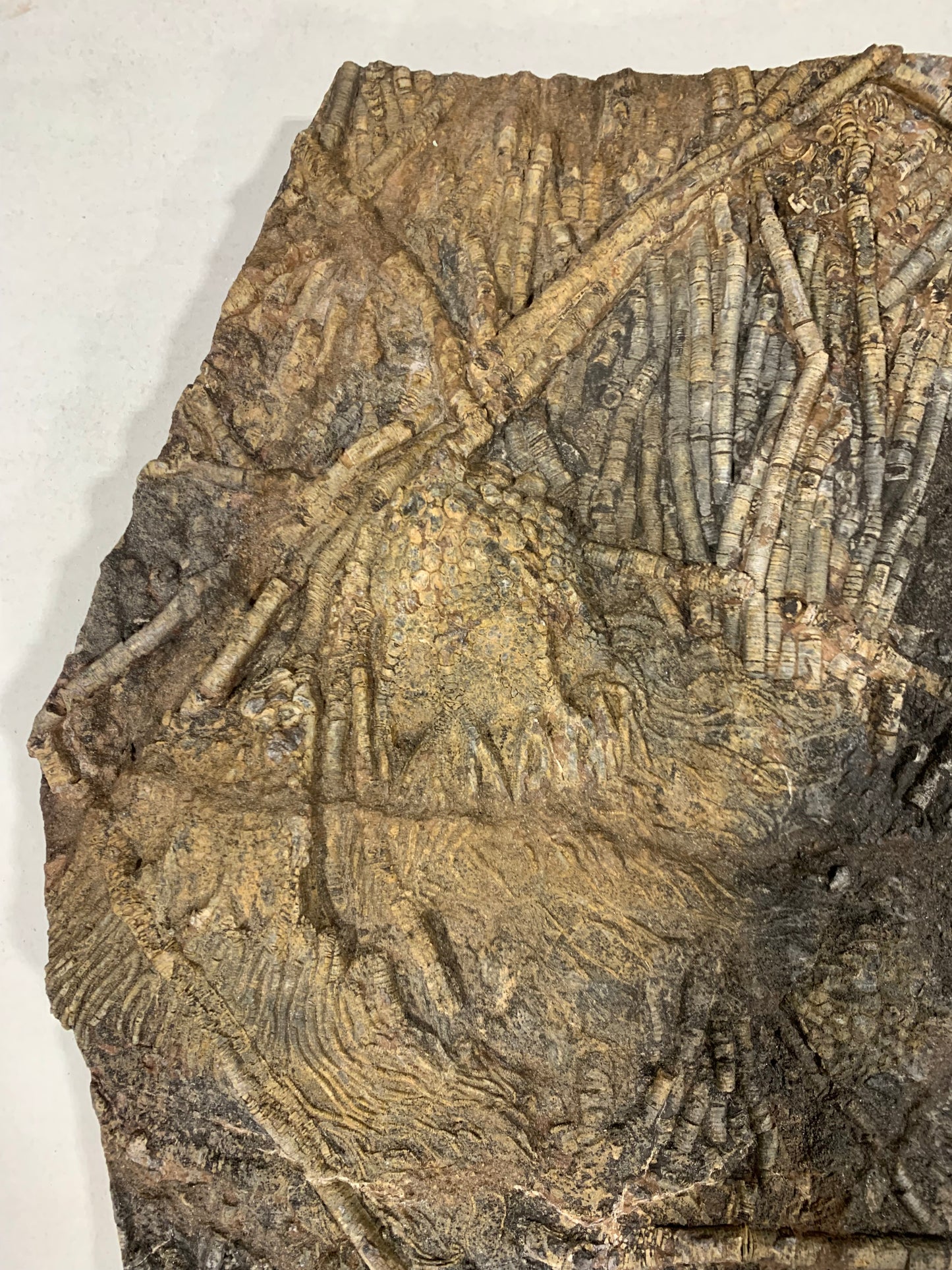 Giant Crinoid Plate