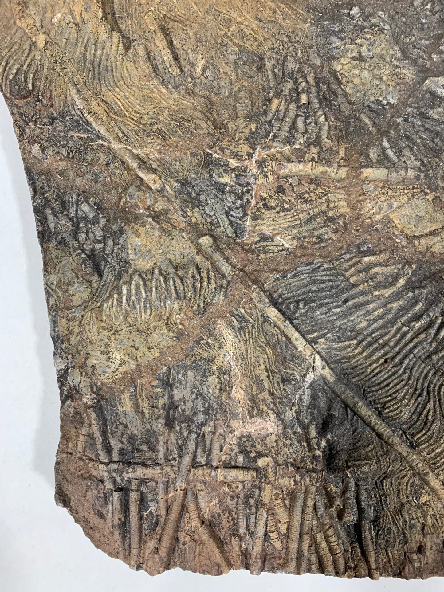 Giant Crinoid Plate