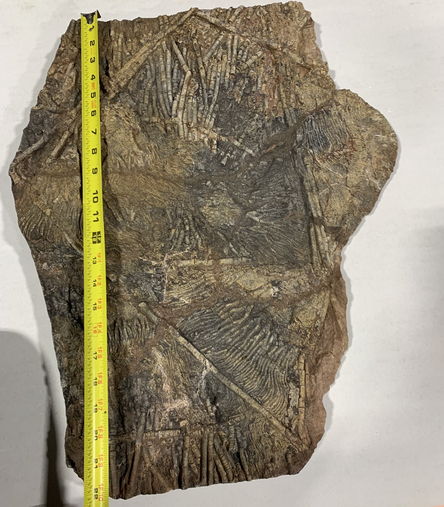 Giant Crinoid Plate