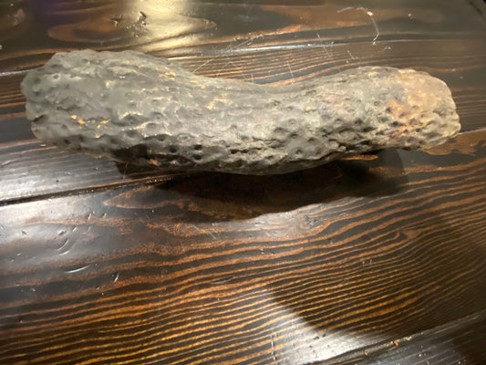 Gorgeous Stigmaria Specimen