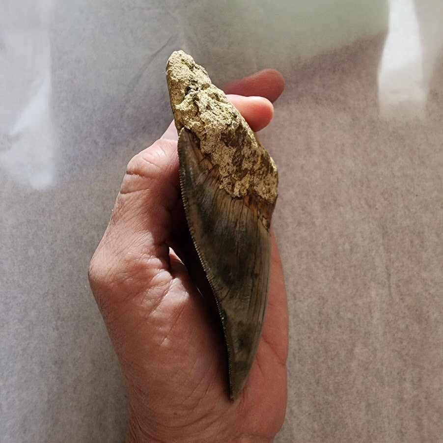 Great Color Megalodon Tooth 4.2";