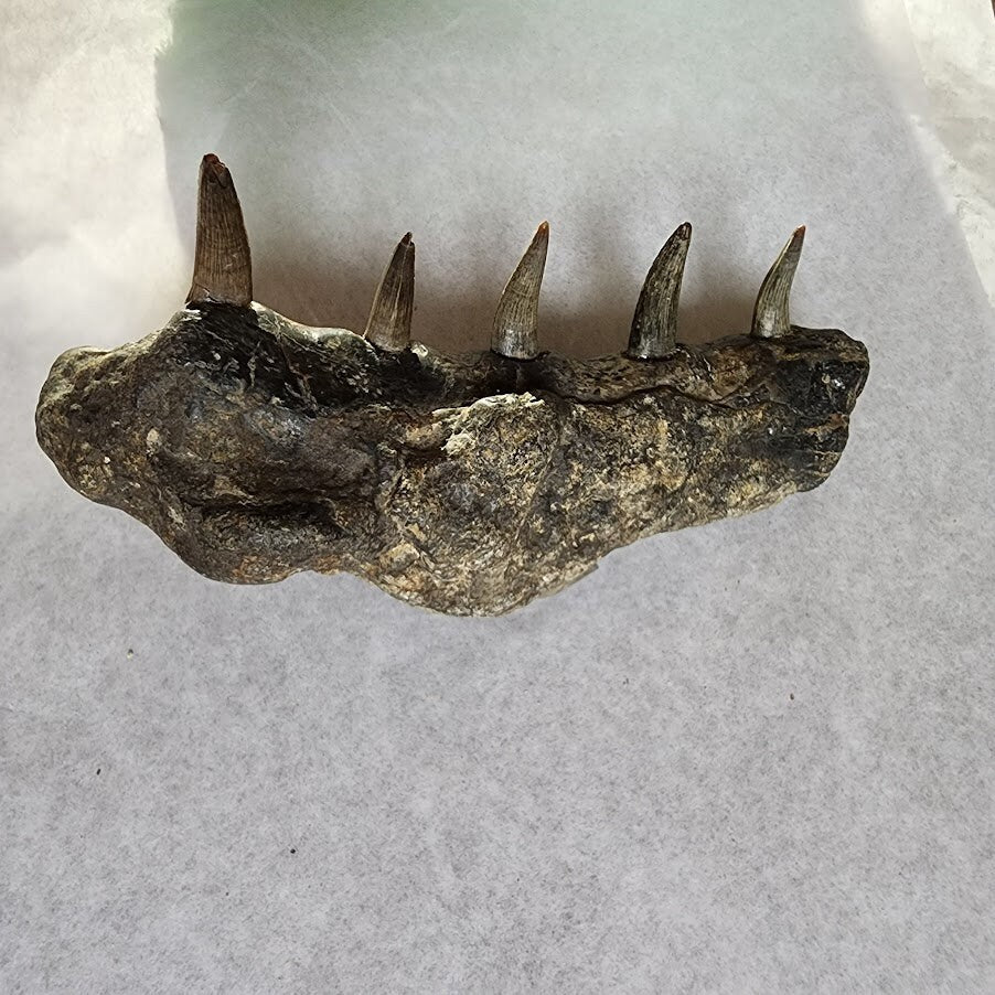 Fossil Croc Jaw!